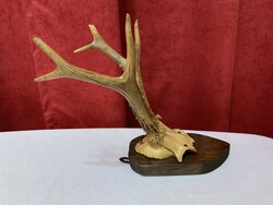 Deer antlers on a wooden base
