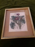 F. Kirchner - Tigrisköröm színezett botanikai metszet 1842.