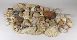 1P633 Régi kagyló csiga tengeri kőzet csomag 1.2 kg