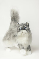 Élethű perzsa macska, realisztikus perzsa cica plüss -  rendelésre