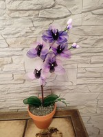 Harisnya orchidea