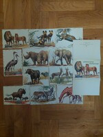 Afrikanische steppentiere/African steppe animals postcard series (even with free shipping)