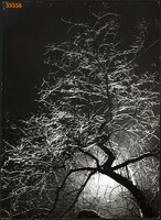 Larger size, photo art work by István Szendrő. Tree branches, still life, nature photo, 1930