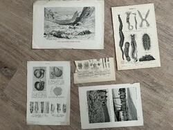 Prints of old book pages in one