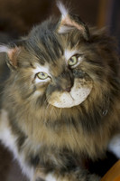 Élethű, nagy méretű Maine Coon macska plüss portré