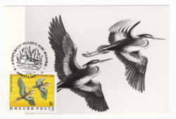 Red heron / ardea purpurea - cm postcard from 1977