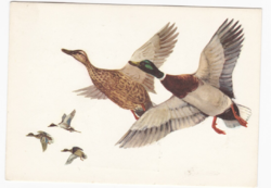 Mallard / anas platyrhyncho - postcard with double first day stamp from 1971