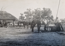 Régi fotón tanyasi élet, lovak itatása 1924