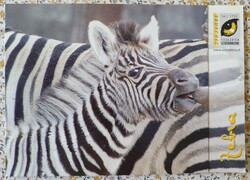 Postcard greeting card greeting card postcard pure zebra