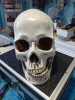 Realistic skull made of 1:1 artificial bone