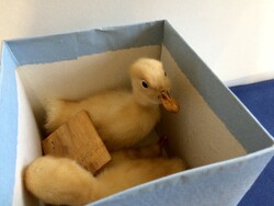 Old preparation taxidermy duckling (French)