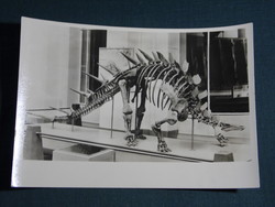 Postcard, Germany, Berlin, museum für naturkunde, museum of natural history, dinosaur bone