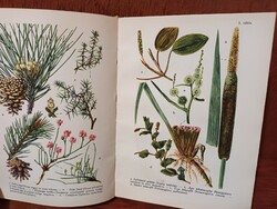 Sándor Jávorka – csapody vera: flowers of the forest and field - a colorful little atlas of the Hungarian flora