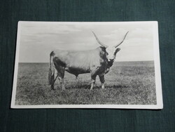 Postcard, hortobágy, debrecen, Hungarian bull, cattle