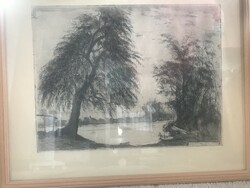 István Élesdy (1912-1987): old willow tree from Szigliget (1975) - marked, etching, in glazed frame