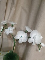 Harisnyavirág orchidea