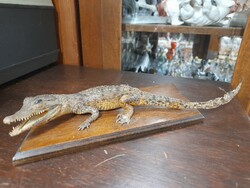 Old small crocodile, Cayman preparation on a wooden pedestal. 29 Cm.