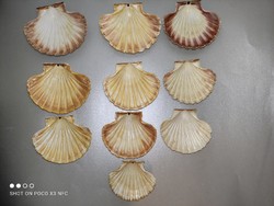 Sea shells for the price of 20 pieces