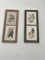 2 X 2 db vintage botanikai illusztráció bronz színű keretben, Mandula - Arabika kávé / Barack-Alma