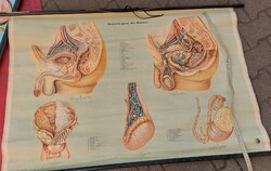 Anatómia 2 plakát, oktatási segédeszköz