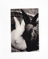 H:07 Easter greeting card
