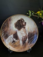 Springer Spaniel decorative plate