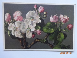 Régi virágos üdvözlő képeslap, postatiszta - almafa-virág