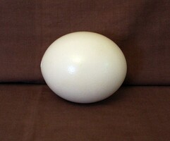 Drilled ostrich egg