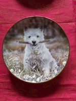 English wall porcelain decorative plate with a cute westie dog - in display case