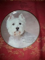 English porcelain decorative plate with a cute westie dog - in display case