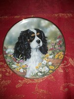 English porcelain decorative plate with a cute cavalier spaniel dog - in display case