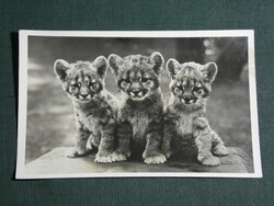 Postcard, Budapest zoo, cougar cubs, 1930-40