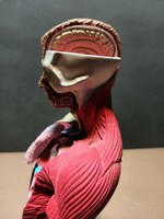 Vintage anatomical illustration tool. 1996: Bluebird toys. Damien Hirst. Negotiable!