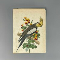 Unknown 19th century engraver - parrot on branch - hand colored engraving