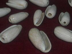 38Dbghana shell+animal tooth/tusk?/