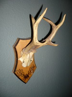 Roebuck trophy, roe deer antler trophy on a wooden base