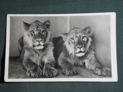 Postcard, Budapest zoo, lion, 1950