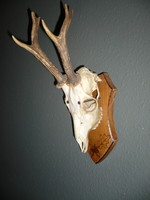 Roebuck trophy, roe deer antler trophy with skull on a wooden base