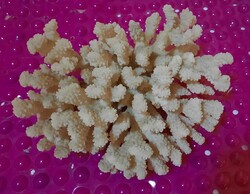 Beautiful, beautiful, special, very large sea coral for sale