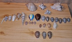 Csigaház és kagyló gyűjtemény
