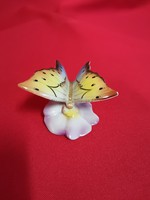 Drasche moth!