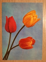 Virágos üdvözlőlap - retro képeslap - postatiszta