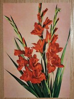 Virágos üdvözlőlap - retro képeslap - postatiszta