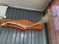 Deer antler hanger 60 cm long HUF 15,000