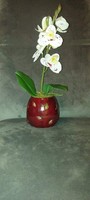 Mother's Day Orchid