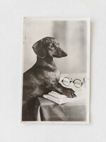 Old postcard photo postcard dog dachshund dachshund