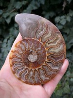 Szépséges ammonitesz fosszília