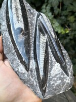 Nagy orthoceras őskövület, fosszília