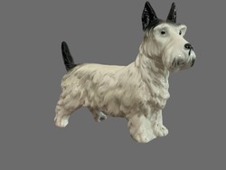Porcelain terrier dog