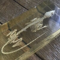 A mouse skeleton in an old Plexiglas glass, illustrative tool